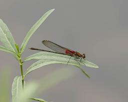 Male American Rubyspot