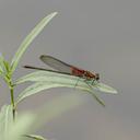 Male American Rubyspot