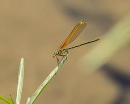 Female American Rubyspot