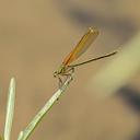 Female American Rubyspot