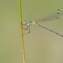 Image of Lestes barbarus imported from iNaturalist.