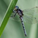 Image of Orthetrum coerulescens imported from iNaturalist.