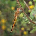 Image of Pantala flavescens imported from iNaturalist.