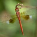 Image of Tholymis tillarga imported from iNaturalist.