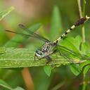 Image of Arigomphus maxwelli imported from iNaturalist.