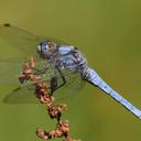 Image of Orthetrum brunneum imported from iNaturalist.