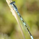 Image of Coenagrion caerulescens imported from iNaturalist.