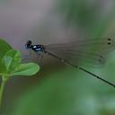 Image of Coeliccia albicauda imported from iNaturalist.