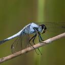 Image of Nesciothemis farinosa imported from iNaturalist.