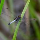 Image of Erythrodiplax paraguayensis imported from iNaturalist.