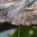 Image of Allocnemis cyanura imported from iNaturalist.