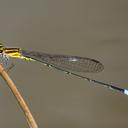 Image of Acanthagrion obsoletum imported from iNaturalist.