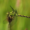 Image of Ophiogomphus cecilia imported from iNaturalist.