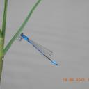 Image of Coenagrion exclamationis imported from iNaturalist.