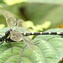 Image of Merogomphus longistigma imported from iNaturalist.