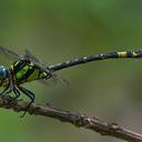 Image of Megalogomphus hannyngtoni imported from iNaturalist.