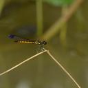 Image of Libellago andamanensis imported from iNaturalist.