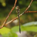 Image of Macromidia donaldi imported from iNaturalist.