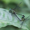 Image of Nepogomphus walli imported from iNaturalist.