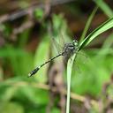 Image of Nychogomphus duaricus imported from iNaturalist.