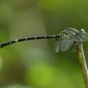 Image of Nychogomphus striatus imported from iNaturalist.