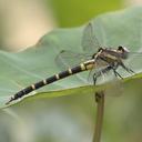 Image of Sieboldius nigricolor imported from iNaturalist.