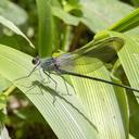 Image of Archineura hetaerinoides imported from iNaturalist.