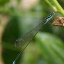 Image of Caconeura t-coerulea imported from iNaturalist.