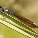 Image of Elattoneura leucostigma imported from iNaturalist.