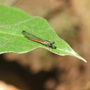 Image of Africocypha centripunctata imported from iNaturalist.