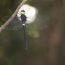 Image of Phyllomacromia caneri