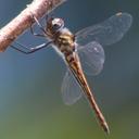 Image of Epitheca sepia imported from iNaturalist.