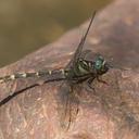 Image of Microgomphus nyassicus imported from iNaturalist.