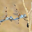 Image of Libellula composita imported from iNaturalist.