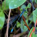 Image of Coenagrion glaciale imported from iNaturalist.