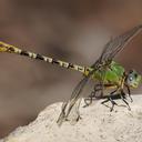 Image of Erpetogomphus crotalinus imported from iNaturalist.