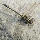 Image of Neogomphus molestus imported from iNaturalist.