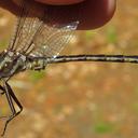 Image of Phanogomphus spicatus imported from iNaturalist.