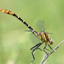 Image of Dromogomphus spoliatus imported from iNaturalist.