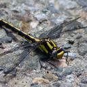 Image of Phanogomphus kurilis imported from iNaturalist.