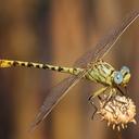 Image of Stylurus intricatus imported from iNaturalist.