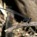 Image of Elattoneura frenulata imported from iNaturalist.