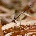 Image of Allopodagrion contortum imported from iNaturalist.