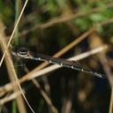 Image of Austrolestes psyche imported from iNaturalist.