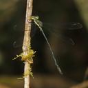 Image of Sinhalestes orientalis imported from iNaturalist.