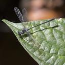 Image of Teinopodagrion venale imported from iNaturalist.