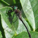 Image of Dorocordulia lepida imported from iNaturalist.