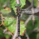 Image of Somatochlora hudsonica imported from iNaturalist.