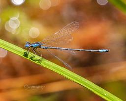 Male Aurora Damsel