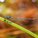 Image of Chromagrion conditum